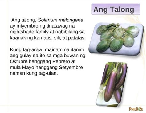 Sinubo Ang Talong sa Pangatlong Palapag .